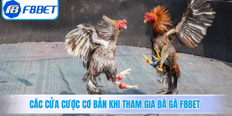 Các cửa cược cơ bản khi tham gia đá gà F8BET