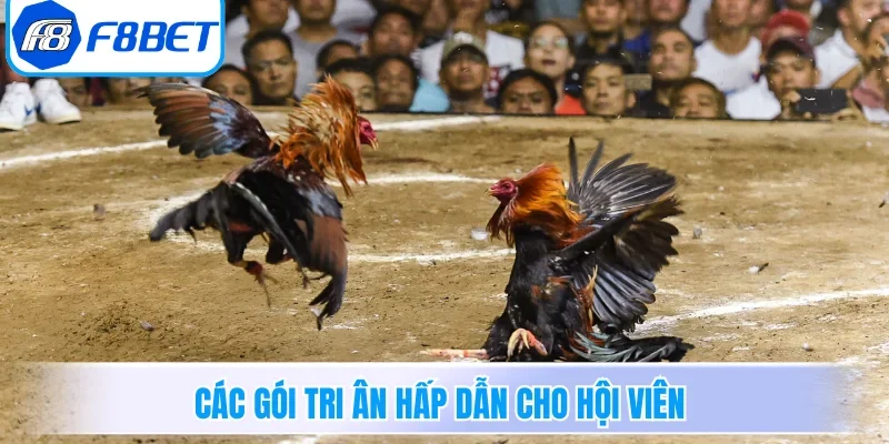 Các gói tri ân hấp dẫn cho hội viên 