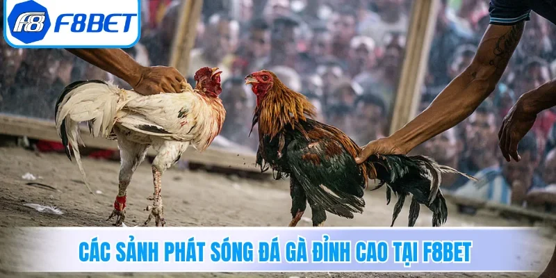 Các sảnh phát sóng đá gà đỉnh cao tại F8BET