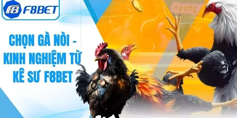 Chọn Gà Nòi
