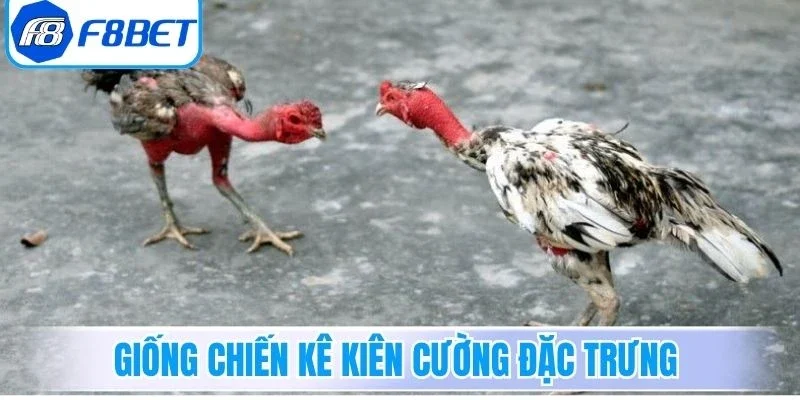 Giống chiến kê kiên cường đặc trưng