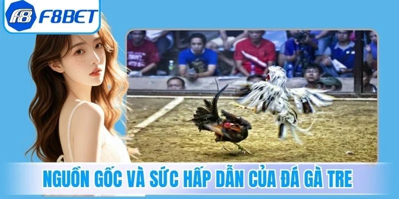 Khái quát nguồn gốc và sức hấp dẫn của đá gà tre