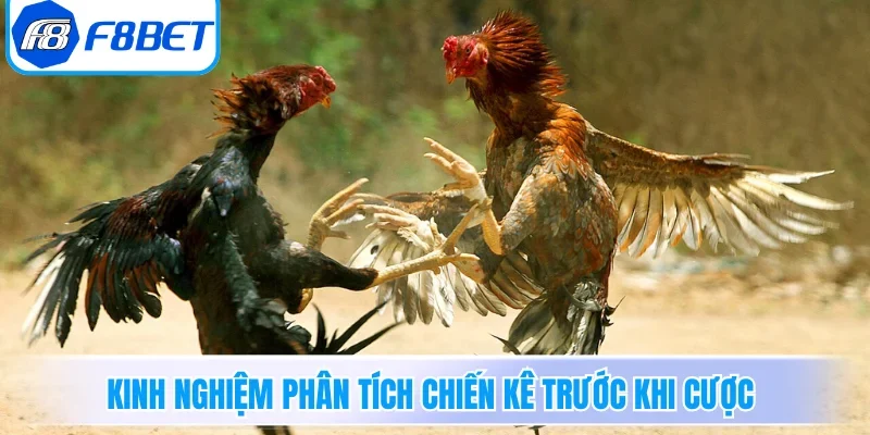 Kinh nghiệm phân tích chiến kê trước khi cược