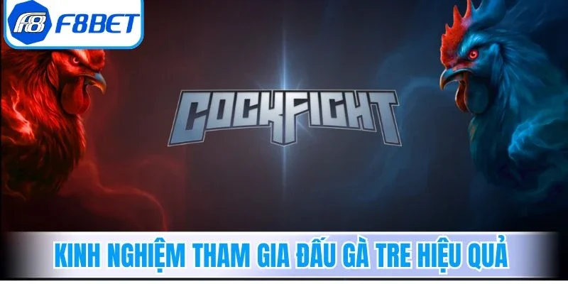 Kinh nghiệm tham gia đấu gà tre hiệu quả 