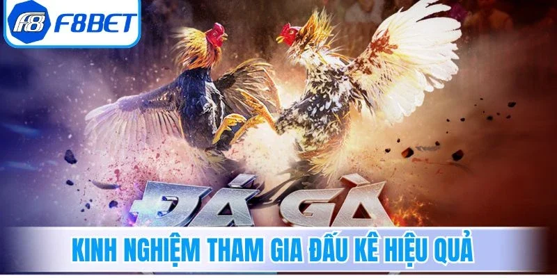 Kinh nghiệm tham gia đấu kê hiệu quả hiện nay
