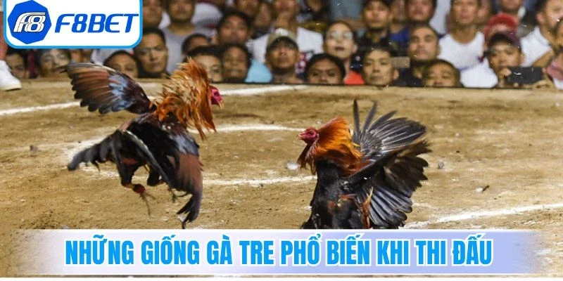 Những giống gà tre phổ biến khi thi đấu