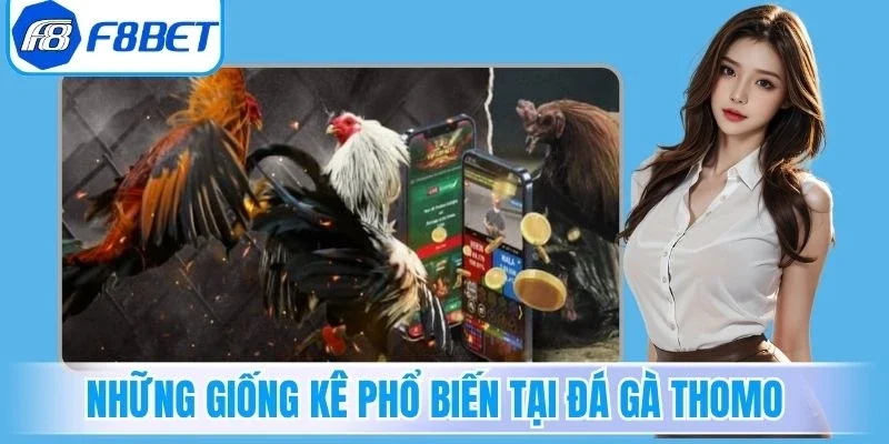 Những giống kê phổ biến tại đá gà Thomo 