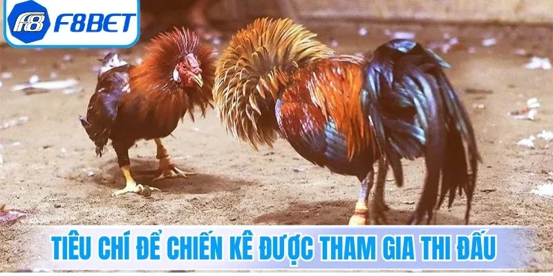 Tiêu chí để chiến kê được tham gia thi đấu 