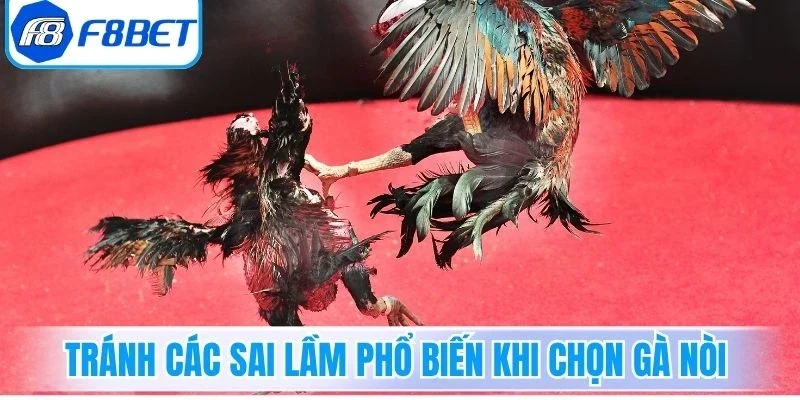 Tránh các sai lầm phổ biến khi chọn gà nòi